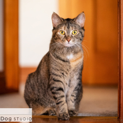 Cats-brown-tabby-02