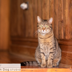 Cats-brown-tabby-03