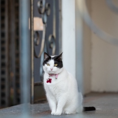 black-white-cat-sitting-photo