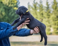 cane-corso-puppy-black-melbourne-photo-2