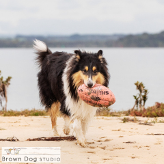 Outdoor-beach-collie-dog-01