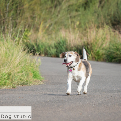 Outdoor-beagle-dog-01