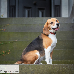 Outdoor-beagle-dog-02