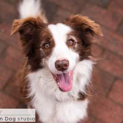 Outdoor-bordercollie-red-white-dog-01