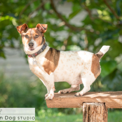 Outdoor-dog-terrier-01
