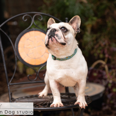 Outdoor-frenchie-dog-01