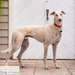 Outdoor-greyhound-dog-02