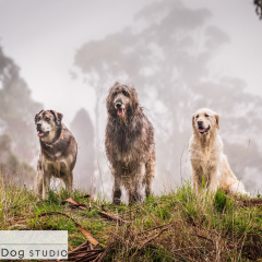 Outdoor-olinda-group-dogs-01