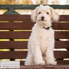 Outdoor-small-white-dog-01
