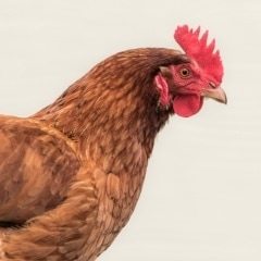 chicken-bird-photo-outdoor-isa-brown