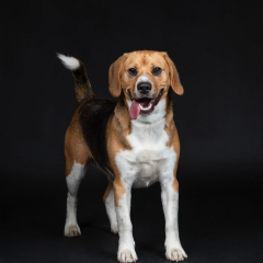 Studio-beagle-dog-03