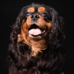 Studio-black-tan-cavalier-dog-02