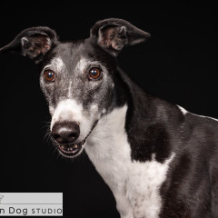 Studio-black-white-greyhound-dog-01