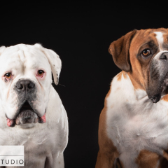 Studio-boxers-dog-pair