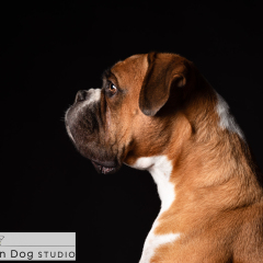 Studio-brown-white-boxer-dog-03