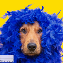 Studio-dog-feathers-02