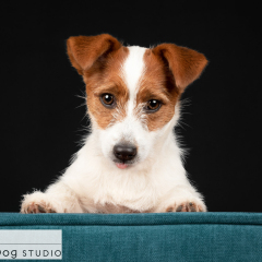 Studio-jack-russell-terrier-dog-02