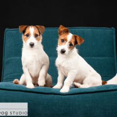 Studio-jack-russell-terrier-dog-pair-01