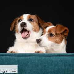 Studio-jack-russell-terrier-dog-pair-02