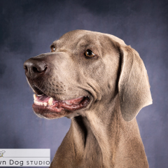 Studio-weimerana-dog-01