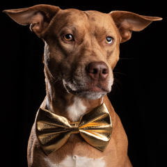 gold-bowtie-dog-studio-photo-staffy-cross