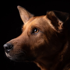 pet-dog-photo-profile-stars